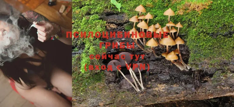 купить наркоту  Нерчинск  Псилоцибиновые грибы Magic Shrooms 